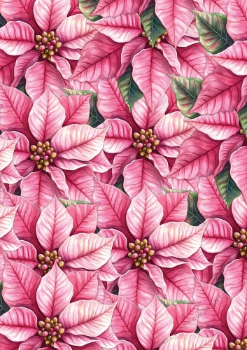 A4 Pink Poinsettia´s