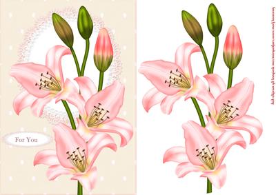 Beautiful Lilly in Pink
