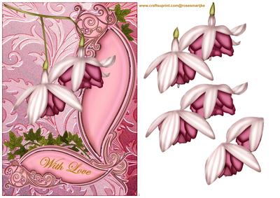 Oriental Fuchsia's