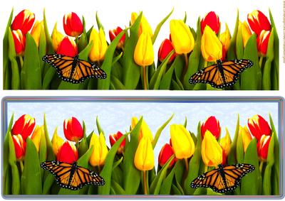 Large Dl Card Tulips from Amsterdam