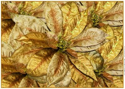 A4 Background Golden Poinsettias
