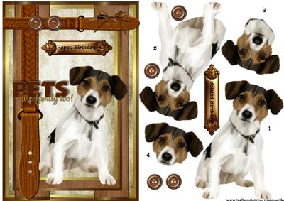 Belated Birthday /birthday Jack Russel