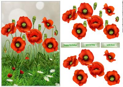 Poppies for You