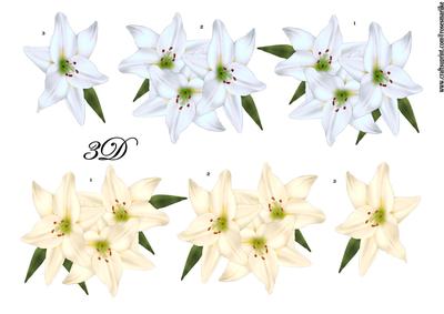 3D Pastel Lilies