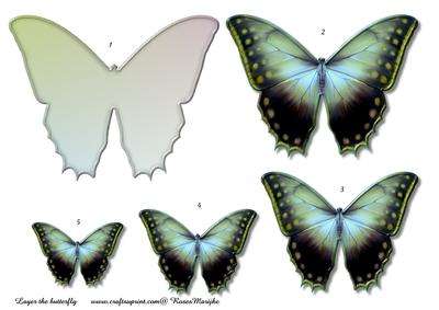 Butterfly Beauty