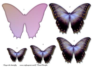 Butterfly Beauty 2
