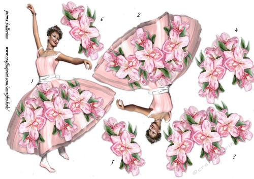 Ballerina Pink Ochids