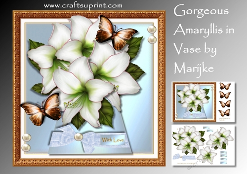 Gorgeous Amaryllis In Vase Mini Kit