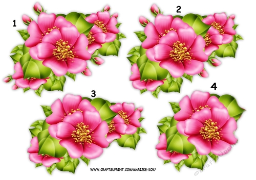 Step By Step Pink Wild Roses