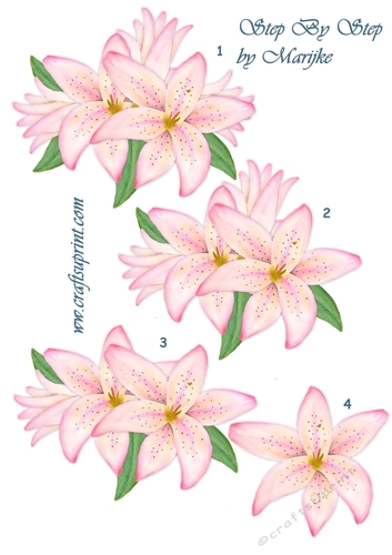 Step By Step Pink Lilies