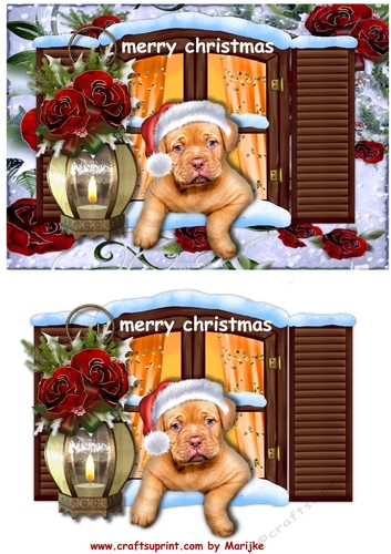 Puppys Christmas Window