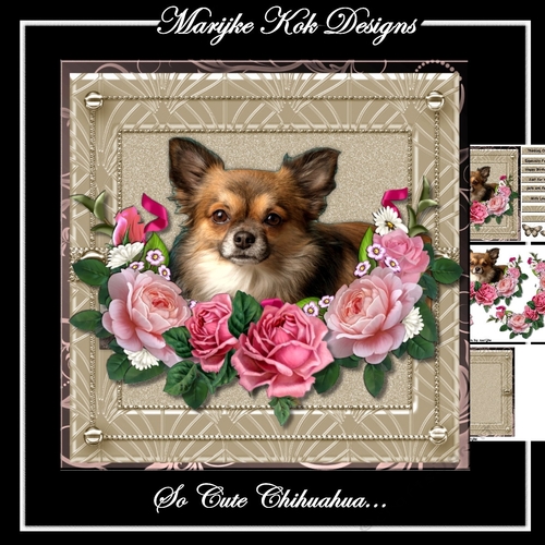 So Cute.....Chihuahua