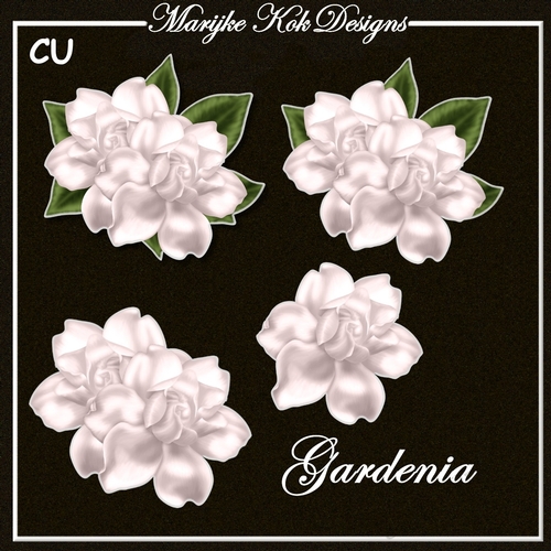 CU Beautiful Gardenia