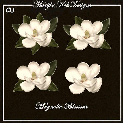 CU Beautiful  Magnolia Blossom 