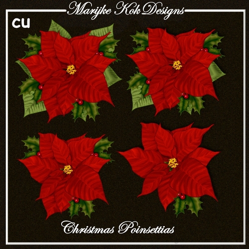 CU Red Christmas poinsettias