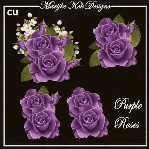 Purple Roses CU