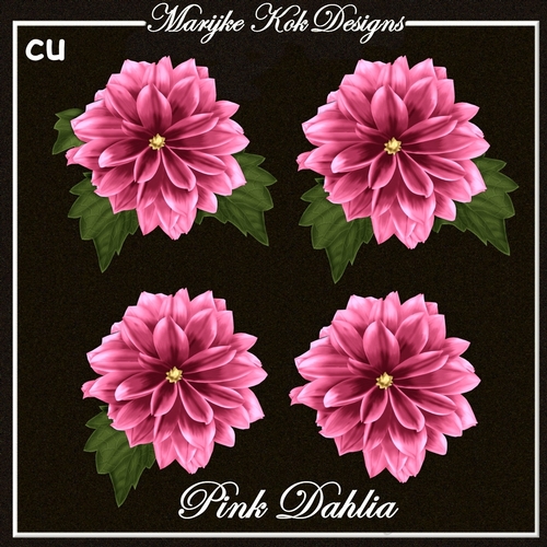 CU Pink Dahlias
