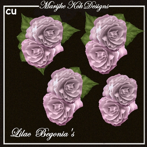 CU Lilac Begonias