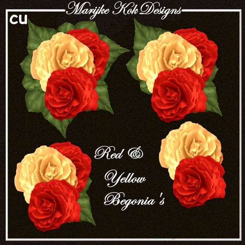CU Red & Yellow Begonias