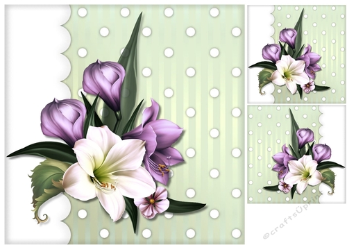 Amazing Amaryllis 2