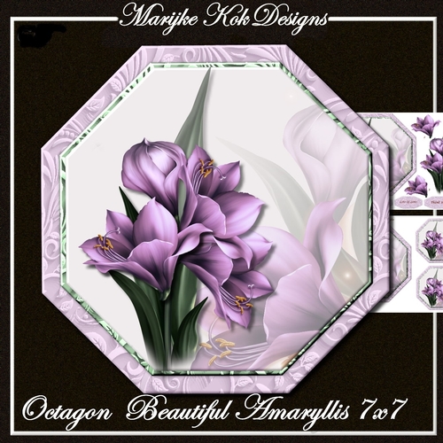 Octagon Beautiful Amaryllis Mini Kit