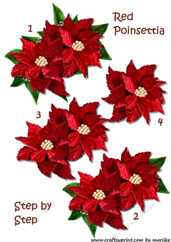 Red poinsettias, vignette, step by step