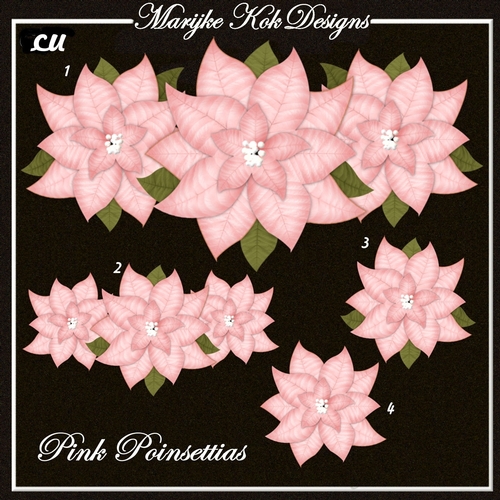 CU Pink Poinsettias