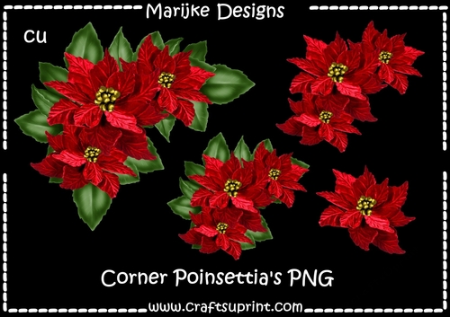 CU Corner Poinsetiias