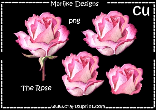 CU DR Pink Rose