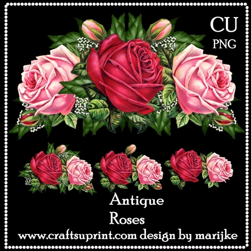 CU Antique Roses