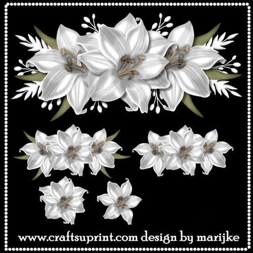 CU White Lilies