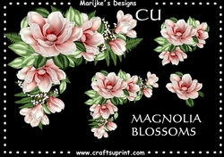 CU DR Magnolia Blossoms
