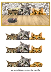 Funny Cats