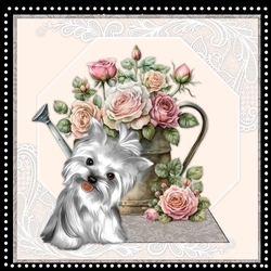 MK Cute Silky terrier
