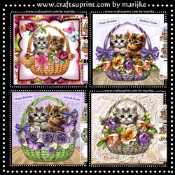 BK Kittens In baskets 4 MK