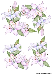 Step by Step Lilac Lilies