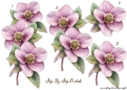 Step By Step Orchids