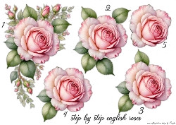 Step By Step English Pink Roses