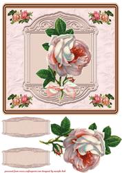 Rose Dream