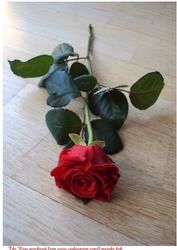 The Rose