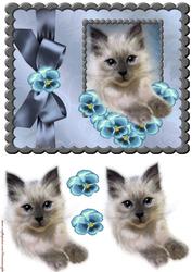 Cute Kitten Bleu Eyes - 