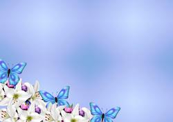 Lillies in Bleu a 4 Background