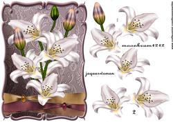 Beautiful Lily