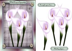 Sympathy Calla's