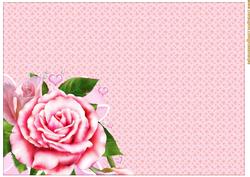 A4 Pink Roses Background