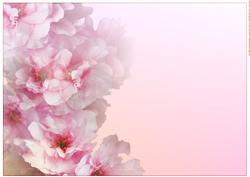 A4 Background Cherry Blossoms