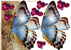 Oriental Butterflie Over the Edge