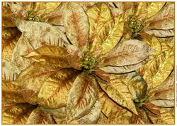 A4 Background Golden Poinsettias