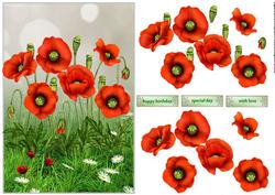 Poppies for You