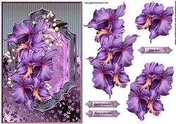 Classic Orchids
